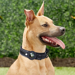 Dog Collar with Tracking Device Pocket