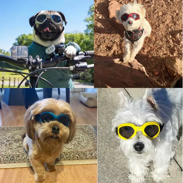 Lunettes de soleil pour chien