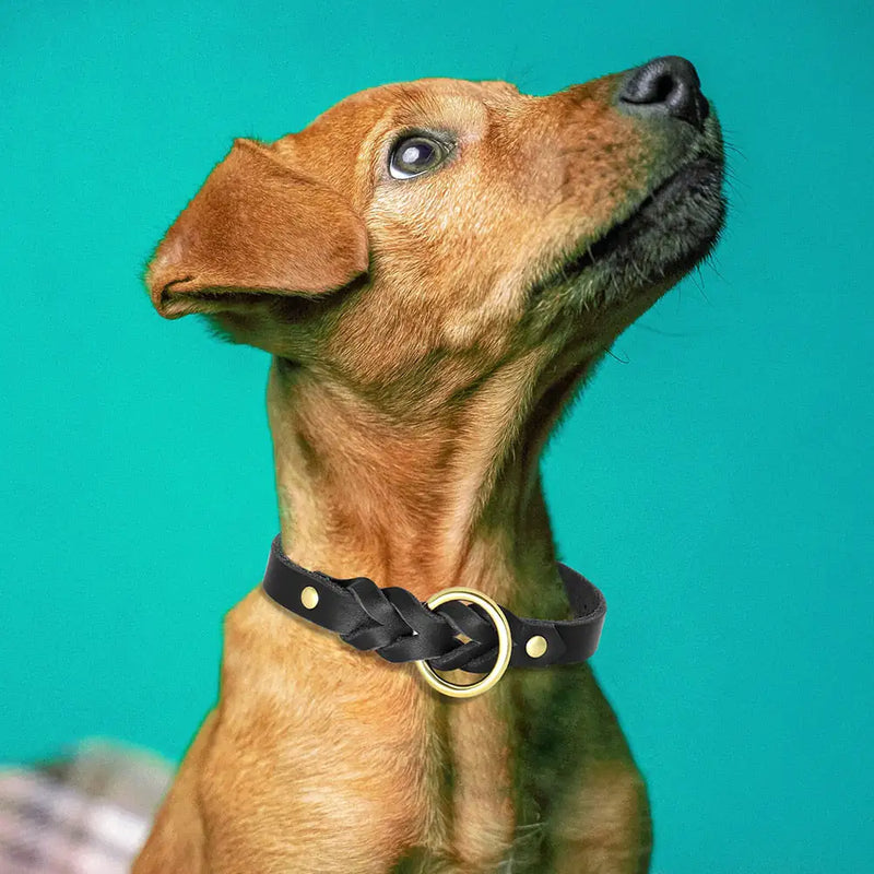 Ensemble collier et laisse pour chien - Cuir véritable