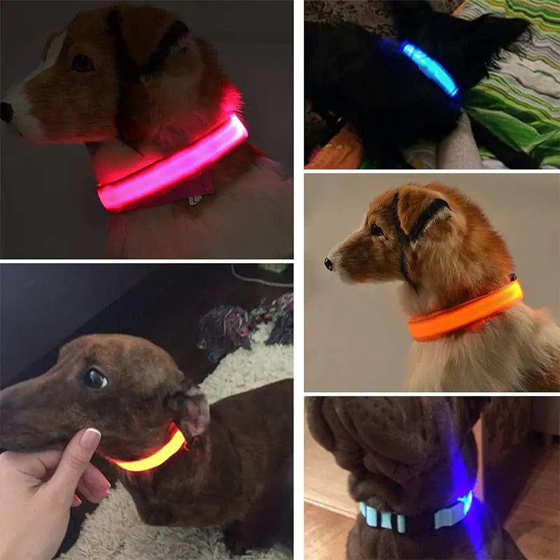 Collier de chien LED