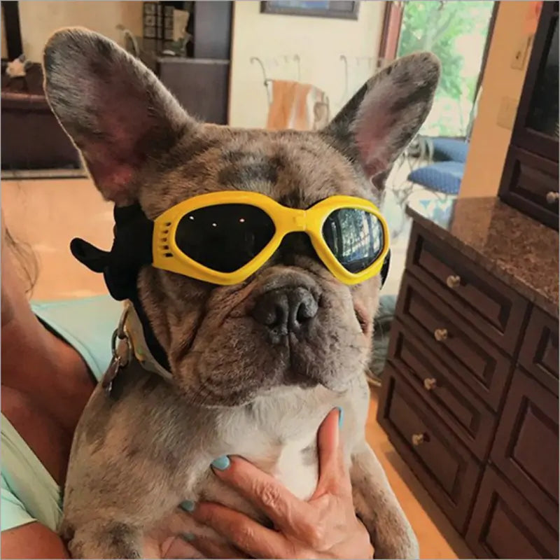 Lunettes de soleil pour chien