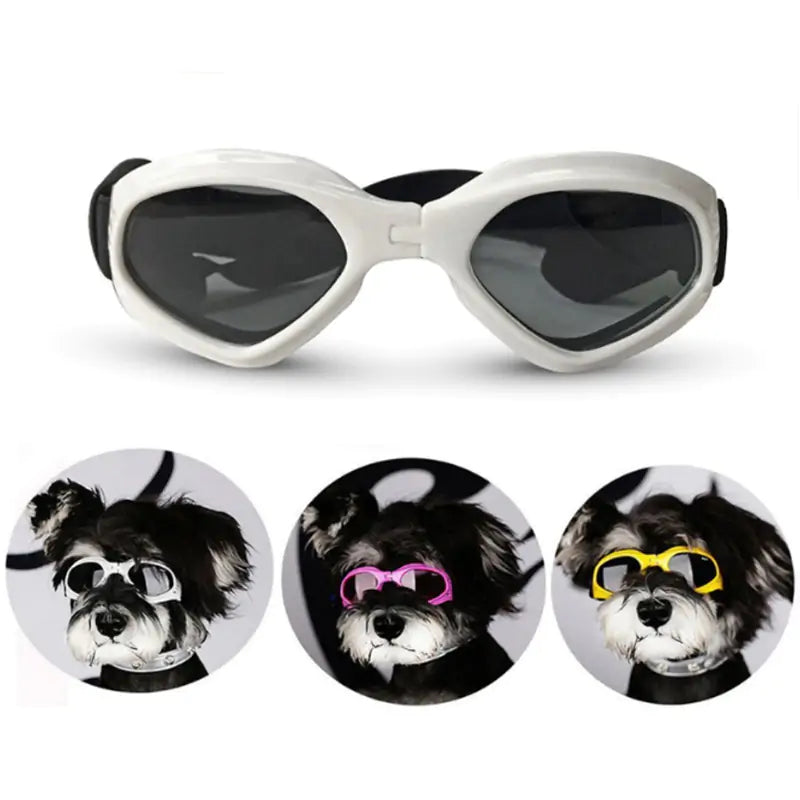 Lunettes de soleil pour chien