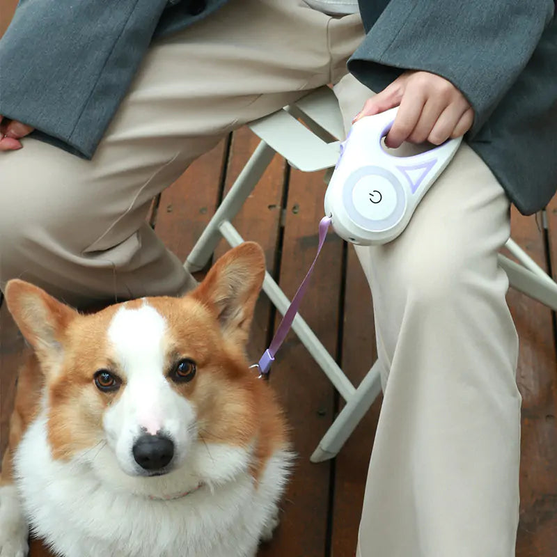 Laisse pour chien à lumières LED